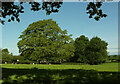 Trees near Stock Hill Lane