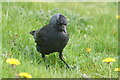 Jackdaw (Coleus monedula), Yorkshire Wildllife Park