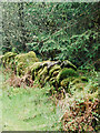 NR8590 : Moss-covered dry stone wall, Achnabreck Forest by Mick Garratt