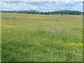 Buttercup meadow