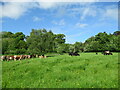 NS8247 : Cattle grazing near Poplarglen by Alan O'Dowd