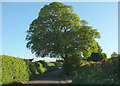 ST6805 : Tree by the lane, Buckland Newton by Derek Harper