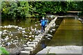 NY9939 : Stepping Stones across the River Wear at Stanhope by Chris Heaton