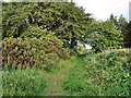 Path through Dykehead Wood