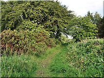 NS6854 : Path through Dykehead Wood by wrobison