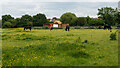 Horses in meadow, Hawkwell