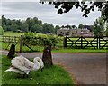 SO8285 : Young mute swan near Enville Hall by Mat Fascione