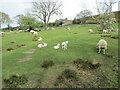 Sheep  and  Lambs  on  rough  pasture