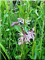 Ragged robin, roadside nature reserve, A2, London Road, Faversham