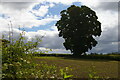 SJ3133 : Tree and field from the lane near Iron Mills by Christopher Hilton