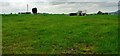 Cows in field on northwest side of Brough Sowerby Common