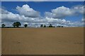 Tilled field south of Stowe Woods