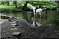 SK2999 : Horses by the Stepping Stones by Dave Pickersgill