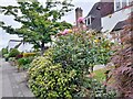 Garden on Wild Hatch, Hampstead Garden Suburb