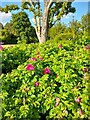 Pink roses in Gladstone Park, Cricklewood