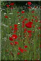 SJ3234 : Poppies in the verge of the lane to Rhosygadfa by Christopher Hilton