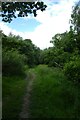 Bridleway in the woods