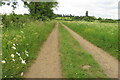 Daisies on the bridleway to Wardington