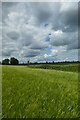 Barley and overhead powerlines