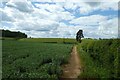 Path in a bean field