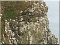 NJ8267 : Gannet nests, Hare's Nose by Alan Murray-Rust