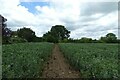 Path near Mileoak Farm