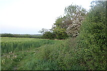 SK7914 : Field by Oakham Road, Leesthorpe by David Howard