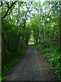 Track, Ashdown Forest