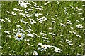SO7944 : Daisies in a field by Philip Halling
