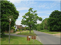TQ0343 : B2128 road and village sign, Shamley Green by Malc McDonald