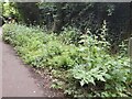 TQ2587 : Wild plants on Wild Hatch, Hampstead Garden Suburb by David Howard