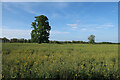 TF7403 : Field by Gooderstone Road by Hugh Venables