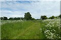 SE5550 : Grange Lane and cow parsley by DS Pugh