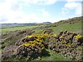 SM9041 : Looking inland from the Pembrokeshire Coast Path by Jeff Gogarty