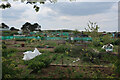 Allotments on the edge of Sheringham