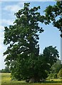 SU7856 : Elvetham - Queen Elizabeth I Oak - view from northeast by Rob Farrow