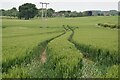 Tractor tracks in wheat field east of Dinton