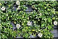 TQ9135 : Woodchurch, Boldshaves Garden: Blue passionflower 'Passiflora caerulea' 1 by Michael Garlick