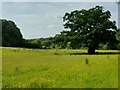 Meadow at Folly Point