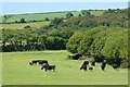 Pasture, St Columb Major