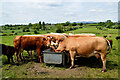 Cattle feeding, Ballintrain