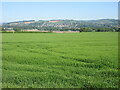 Field near Rosemount