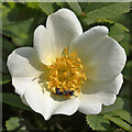 NT9166 : A dog rose flower at Coldingham Bay by Walter Baxter