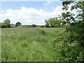 Meadow with low hedge down the centre