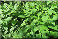 Giant Knotweed (Reynoutria sachalinensis)