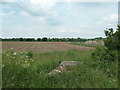 SK0917 : Arable field, between Hill Ridware and Pipe Ridware by Christine Johnstone
