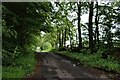 Shady lane at High Wardneuk