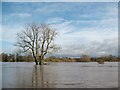 Rickerby Park after Storm Desmond