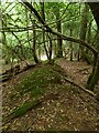 TQ4033 : Woodbank, Ashdown Forest by Simon Carey