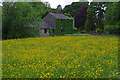 Wild flower meadow, Orton